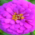 百日草花种子百日菊火球花四季易种庭院阳台种子景观花海