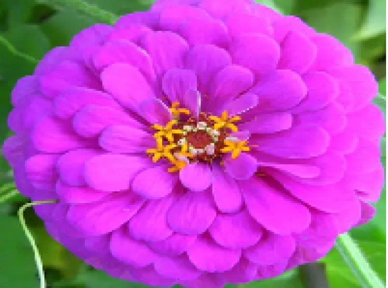 百日草花种子百日菊火球花四季易种庭院阳台种子景观花海
