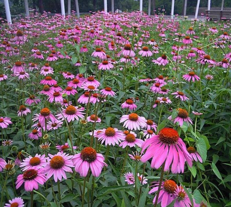 紫松果菊种子紫锥花种子宿根多年生景观工程绿化草花种子