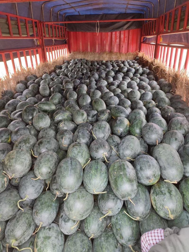 湖北宜城黑美人大量供应，货源充足，品质保证！