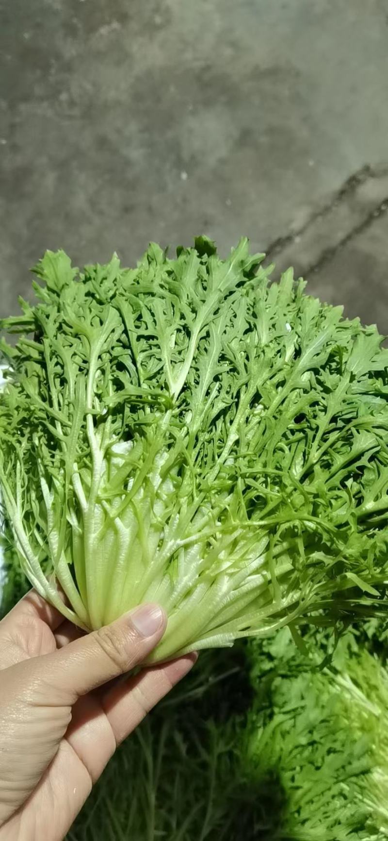 昆明娃娃菜