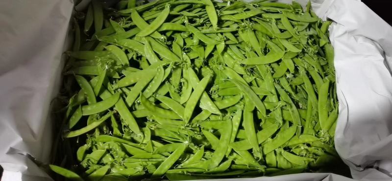 昆明娃娃菜