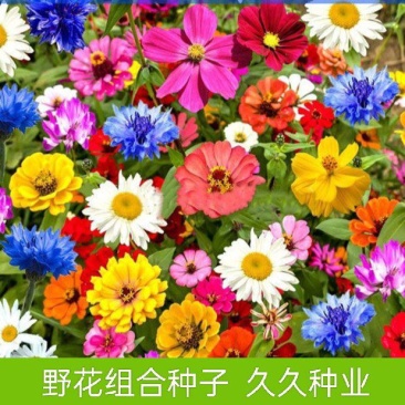 野花组合种子四季易种开花园林绿化工程花海公园景观庭院花卉
