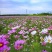 野花组合种子四季易种开花园林绿化工程花海公园景观庭院花卉
