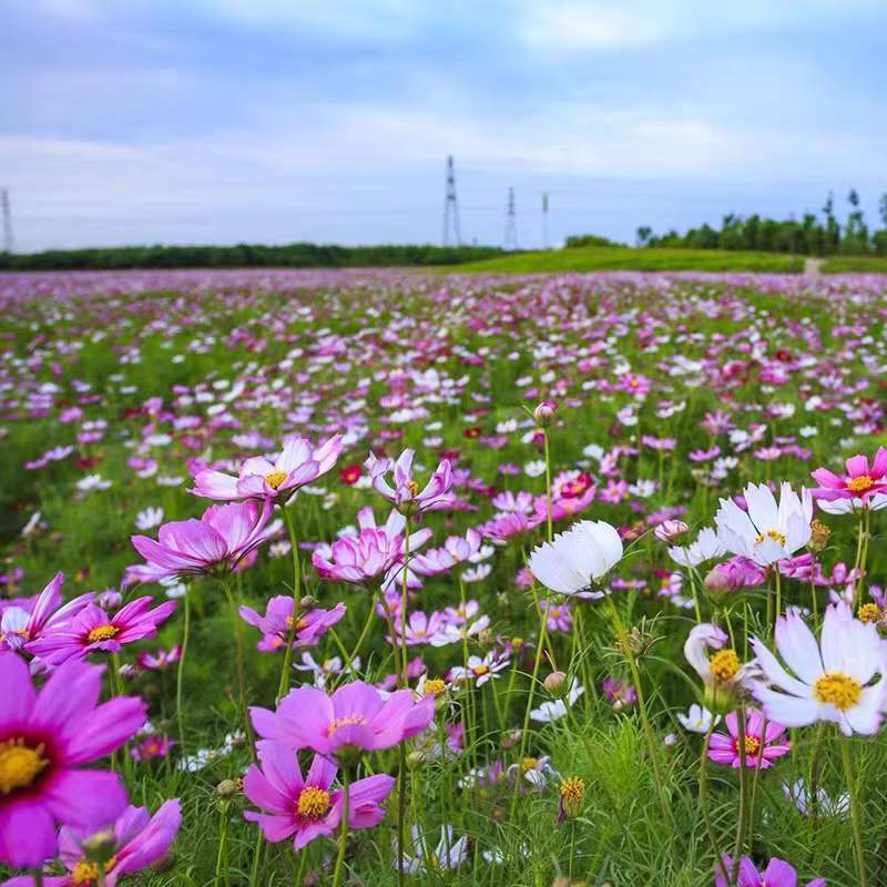 野花组合种子四季易种开花园林绿化工程花海公园景观庭院花卉
