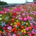 野花组合种子四季易种开花园林绿化工程花海公园景观庭院花卉