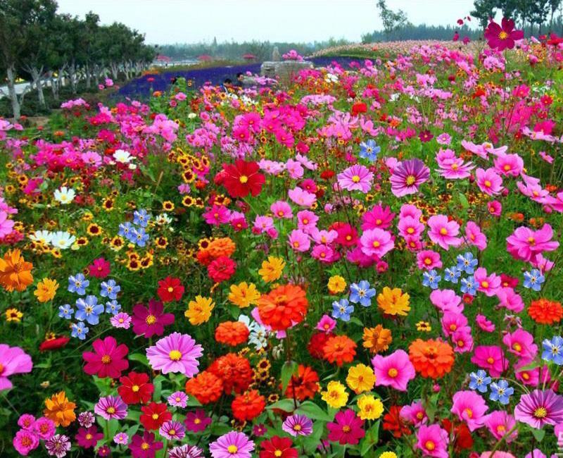 野花组合种子四季易种开花园林绿化工程花海公园景观庭院花卉