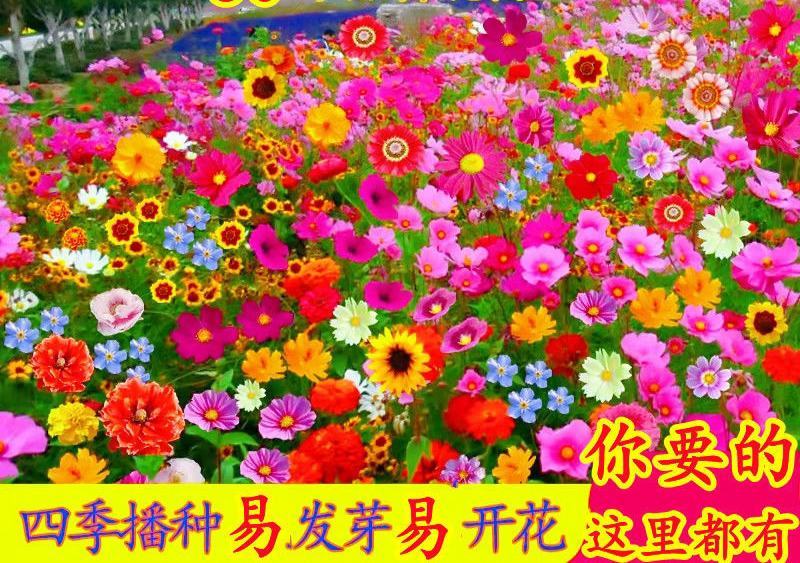 野花组合种子四季易种开花园林绿化工程花海公园景观庭院花卉