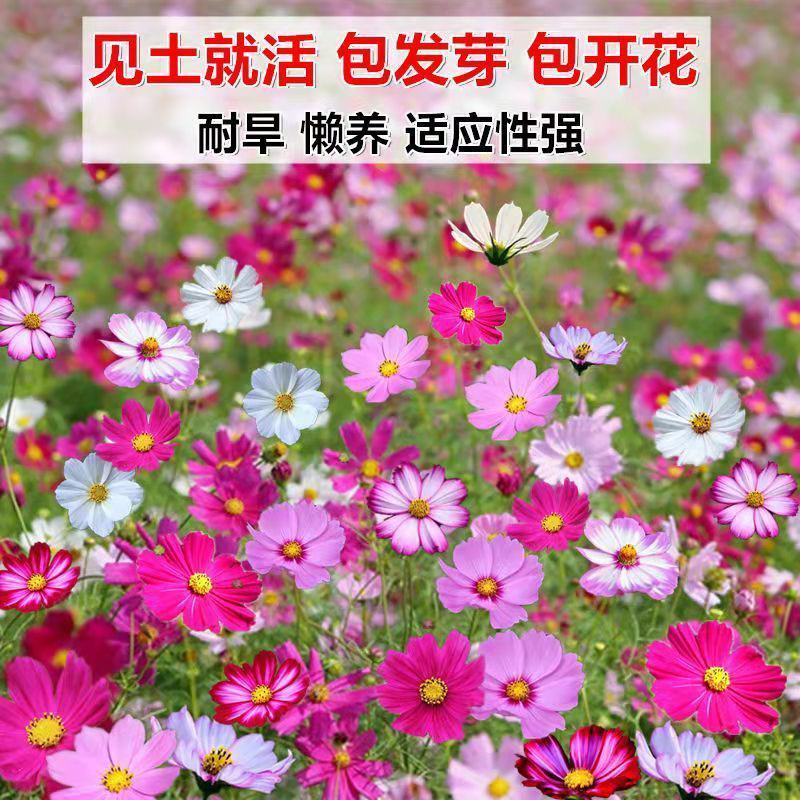野花组合种子四季易种开花园林绿化工程花海公园景观庭院花卉