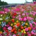 野花组合种子四季易种开花园林绿化工程花海公园景观庭院花卉