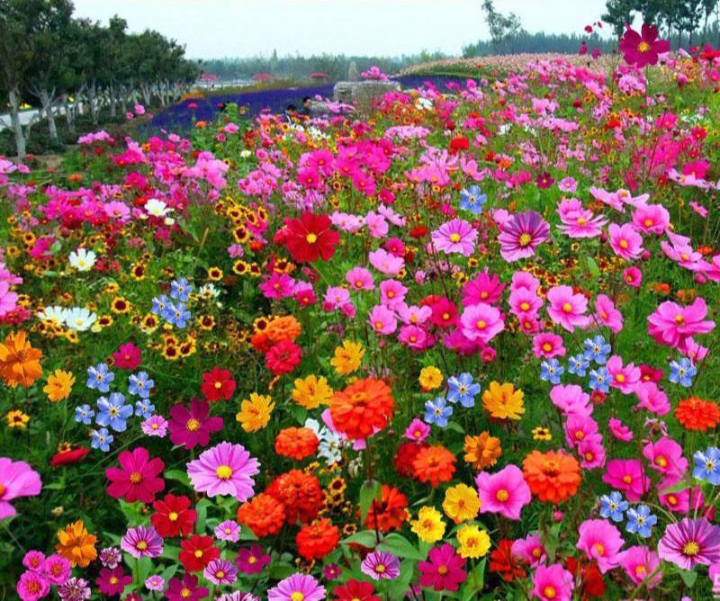 野花组合种子四季易种开花园林绿化工程花海公园景观庭院花卉