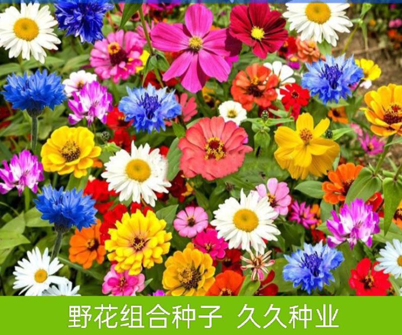 野花组合种子四季易种开花园林绿化工程花海公园景观庭院花卉