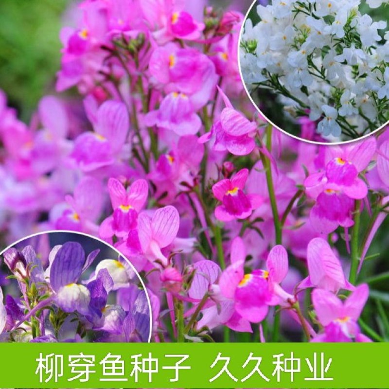 柳穿鱼种子四季易播盆栽花卉小金鱼草种子庭院景观花种子