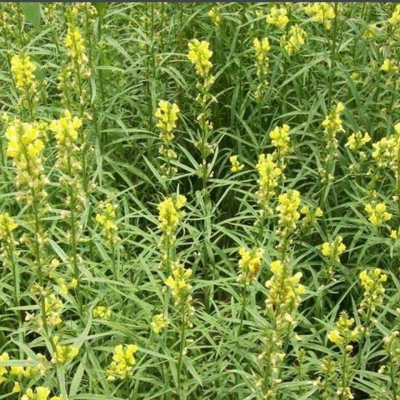 柳穿鱼种子四季易播盆栽花卉小金鱼草种子庭院景观花种子