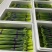 【推荐】广东韭菜花全国代发量大从优欢迎来电咨询