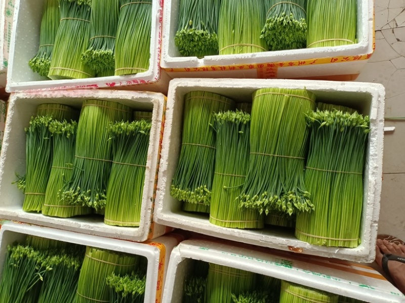 【推荐】广东韭菜花全国代发量大从优欢迎来电咨询