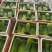 【推荐】广东韭菜花全国代发量大从优欢迎来电咨询