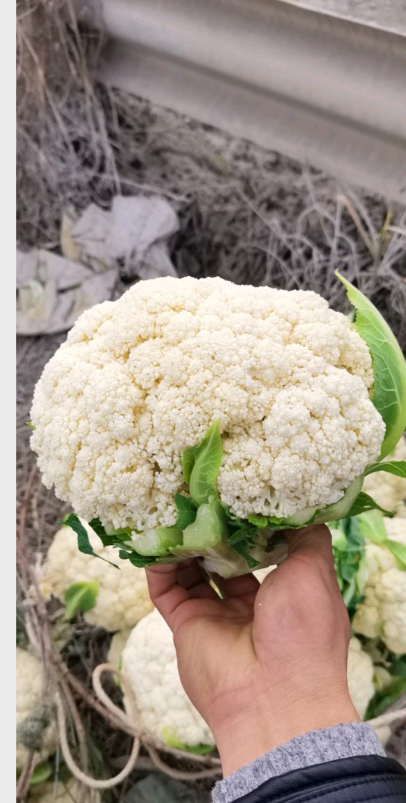 有机花大量供应青梗白面乳白小米粒产地直发！商超对接