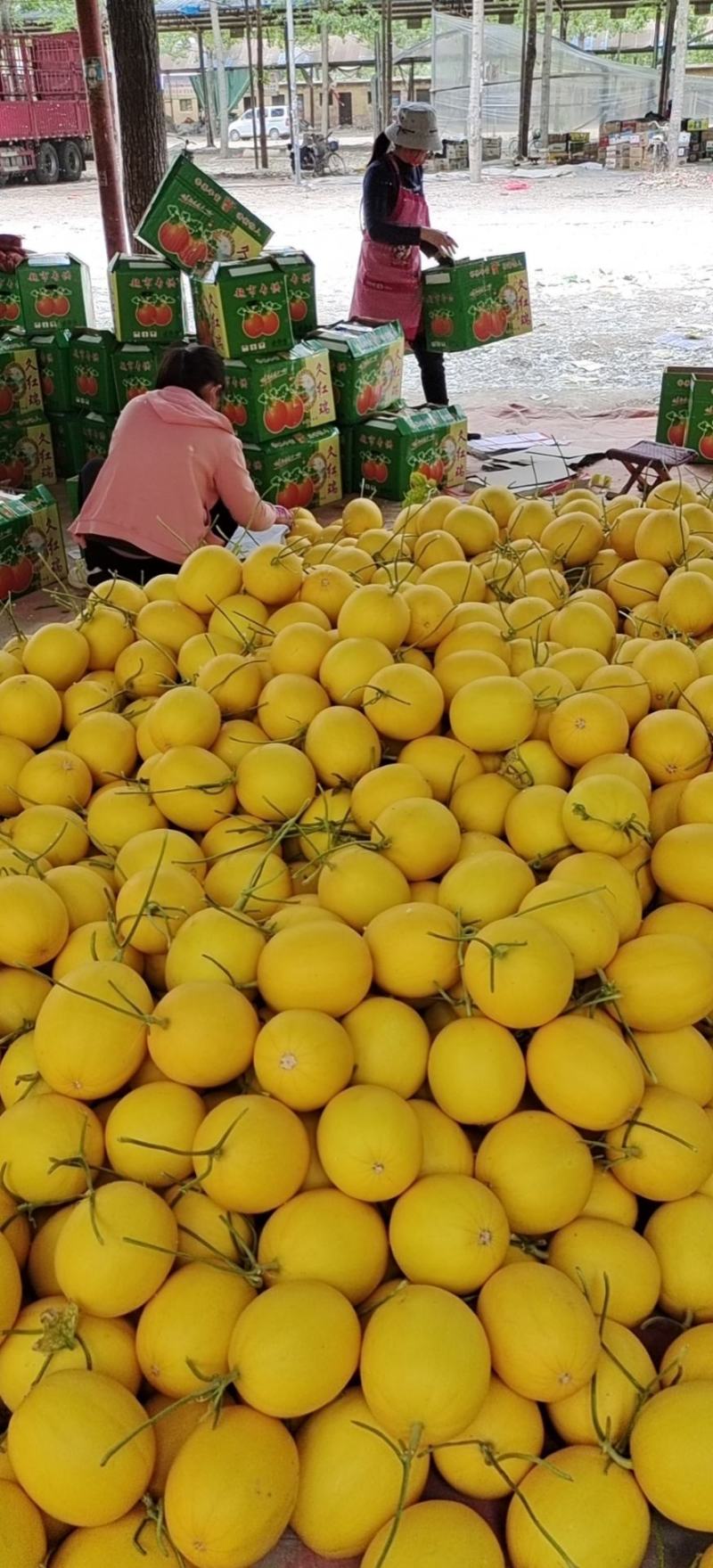 莘县甜瓜精品瑞红甜瓜，大量上市产地直供，货源充足