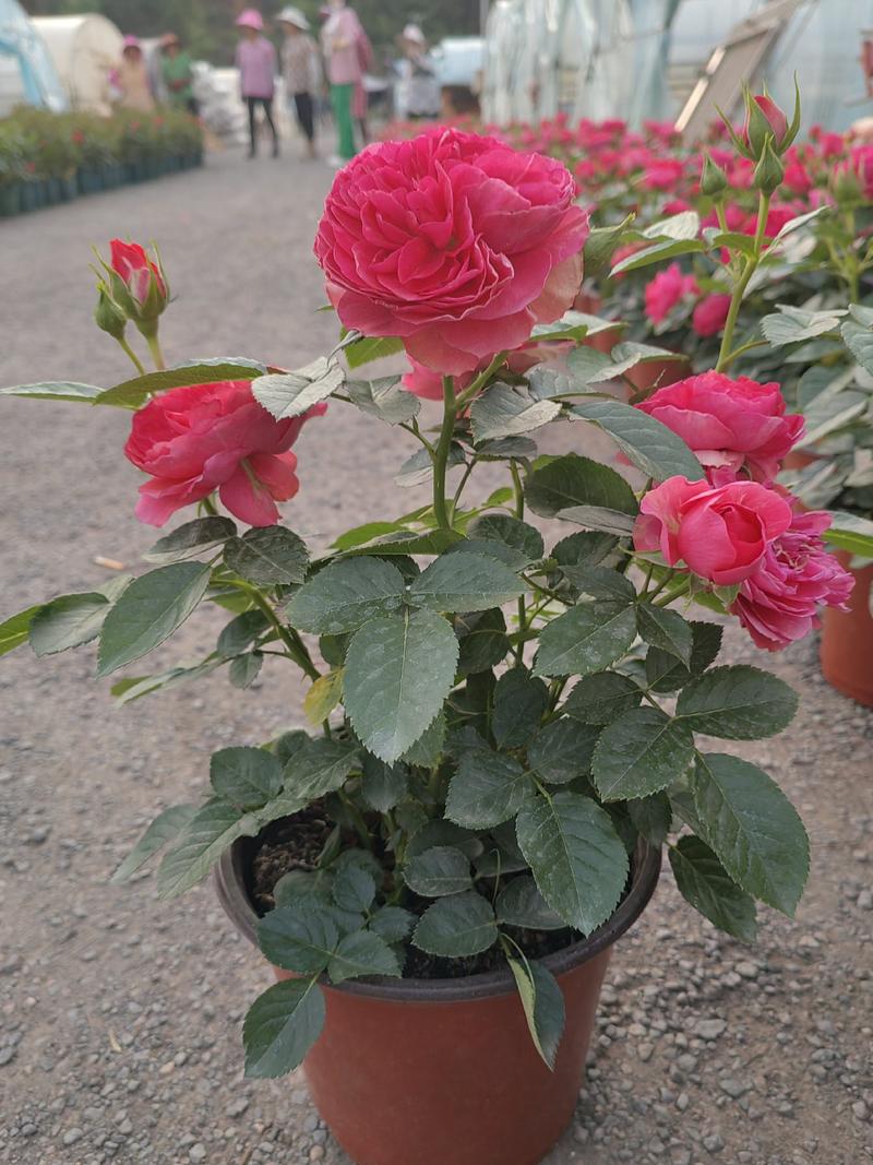 玫瑰月季盆栽苗颜色品种齐全批发零售基地直供