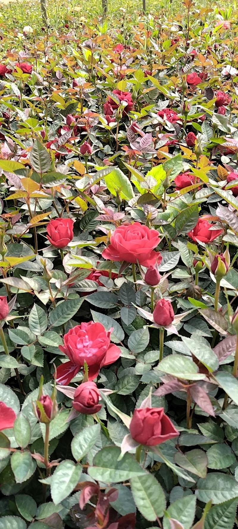 玫瑰月季盆栽苗颜色品种齐全批发零售基地直供