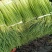 山东红帽蒜苔大量上市诚信经营质量保证优质商家