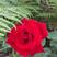 代发云南玫瑰月季绣球苗，老桩苗，基地种植一手优质货源