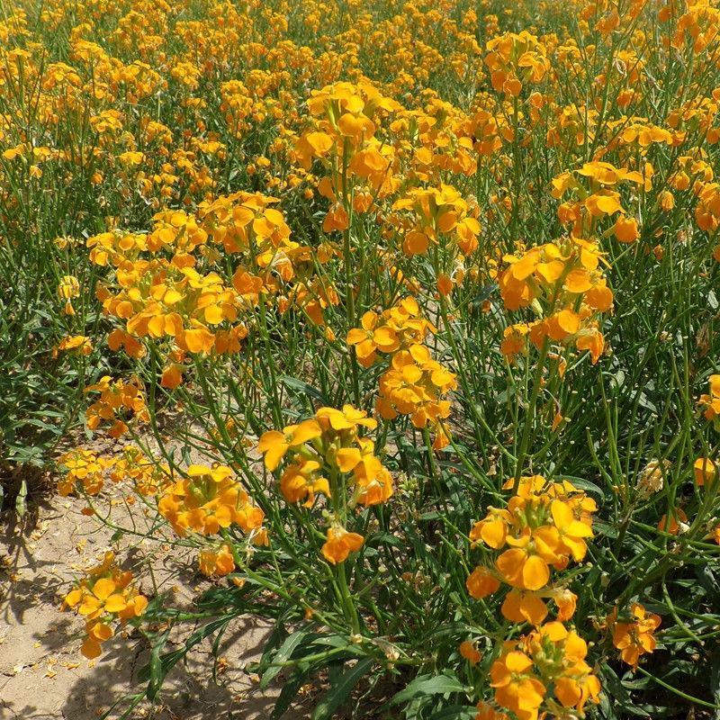 七里黄种子多年生花卉种籽耐寒易种花坛植物园林景观花海盆栽