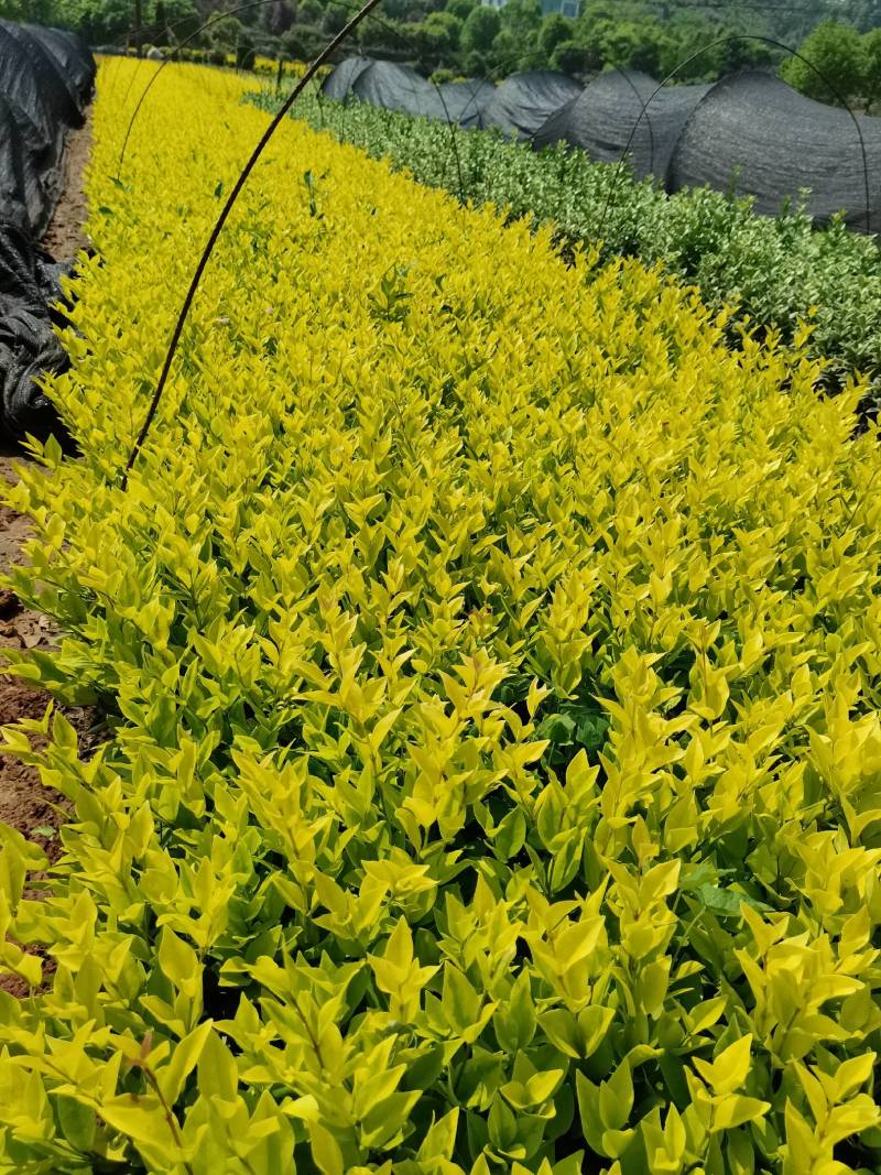 产地供应彩叶色块金森女贞工程苗基地直发易成活欢迎来电