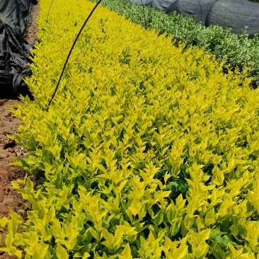 产地供应彩叶色块金森女贞工程苗基地直发易成活欢迎来电