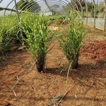 斑叶芒斑叶芒杯苗斑叶芒云南基地直供