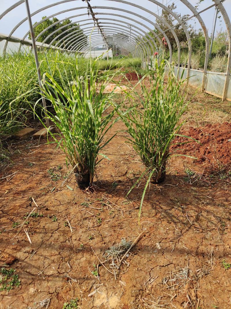 斑叶芒斑叶芒杯苗斑叶芒云南基地直供
