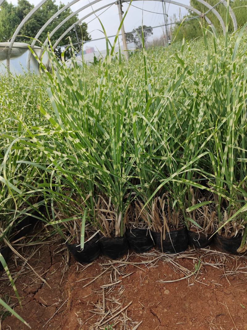斑叶芒斑叶芒杯苗斑叶芒云南基地直供