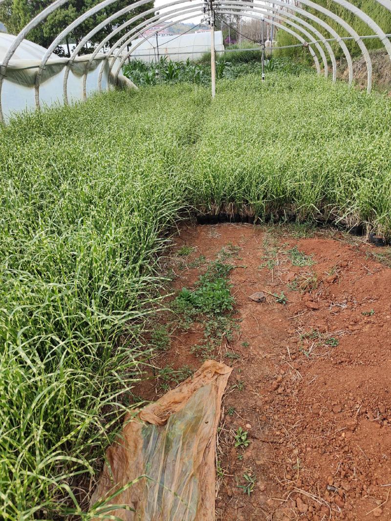 斑叶芒斑叶芒杯苗斑叶芒云南基地直供