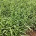 斑叶芒斑叶芒杯苗斑叶芒云南基地直供