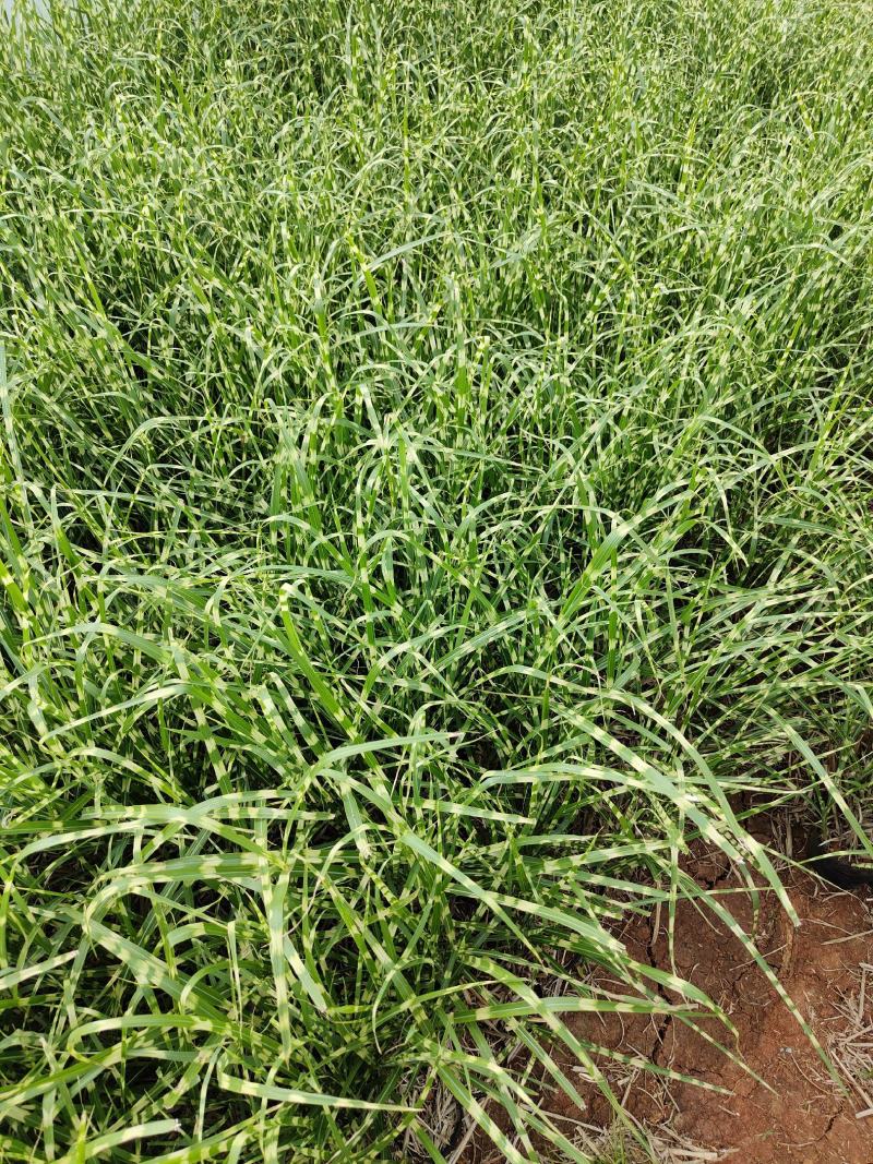 斑叶芒斑叶芒杯苗斑叶芒云南基地直供