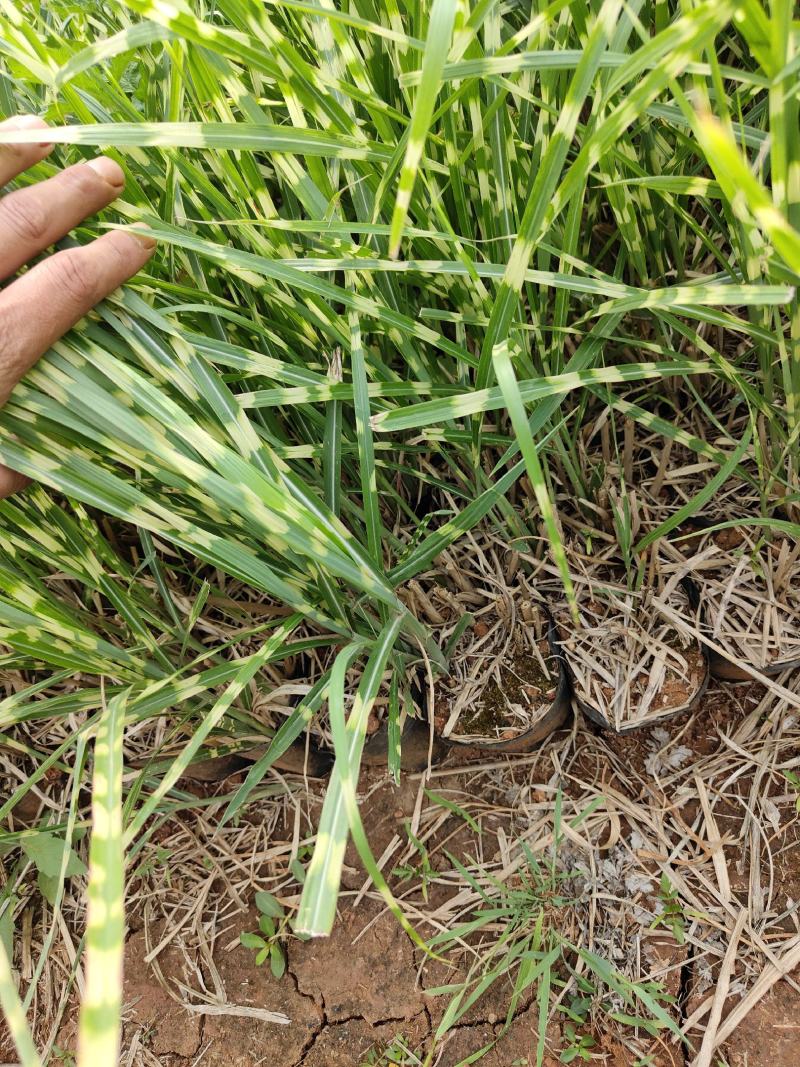 斑叶芒斑叶芒杯苗斑叶芒云南基地直供