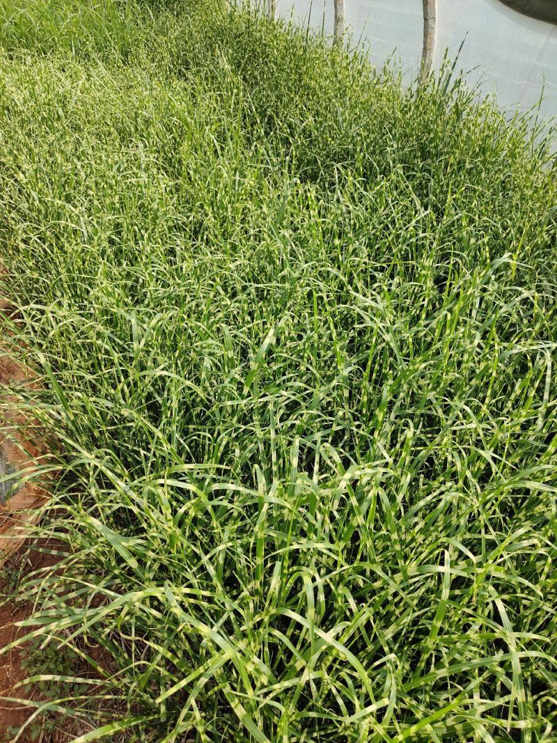 斑叶芒斑叶芒杯苗斑叶芒云南基地直供