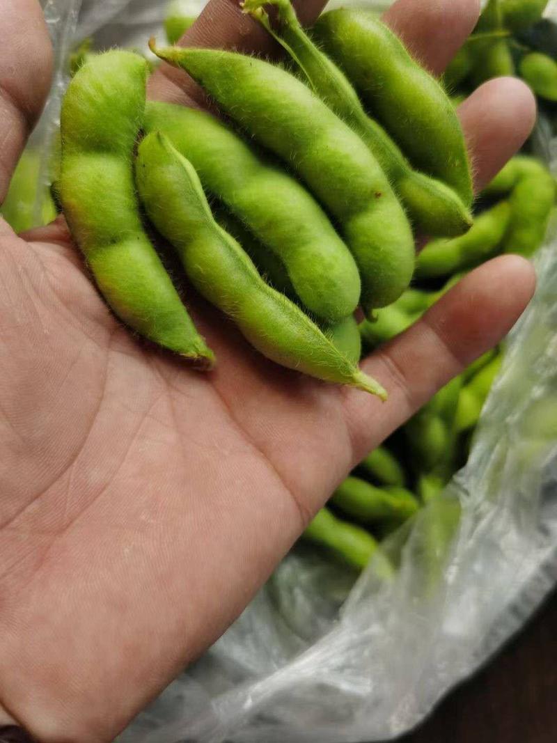 万亩基地大鹏毛豆四季豆豇豆，5月份大量上市，供应