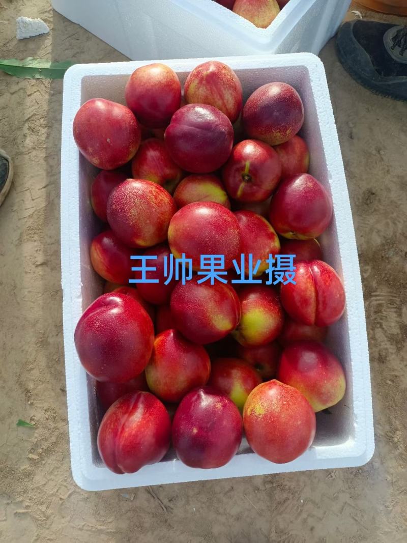 山西运城，中油油桃，中油4号，中油19号中油27号曙光油