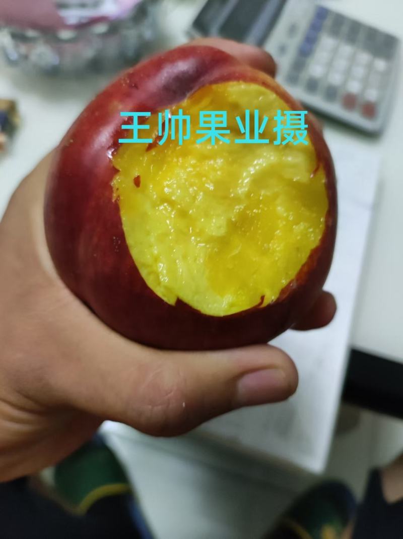 山西运城，中油油桃，中油4号，中油19号中油27号曙光油