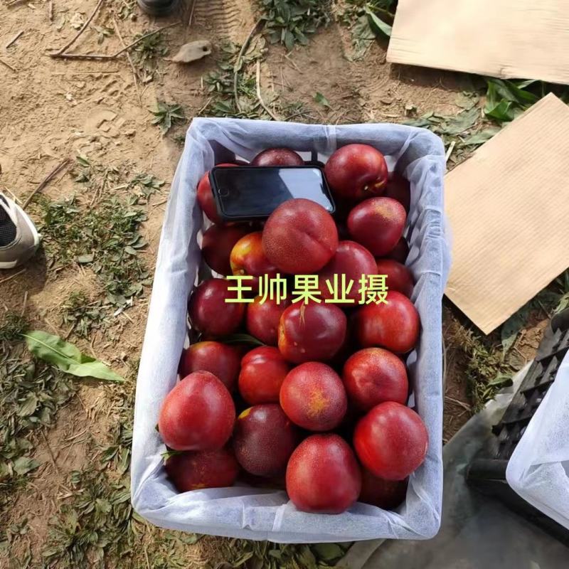 山西运城，中油油桃，中油4号，中油19号中油27号曙光油
