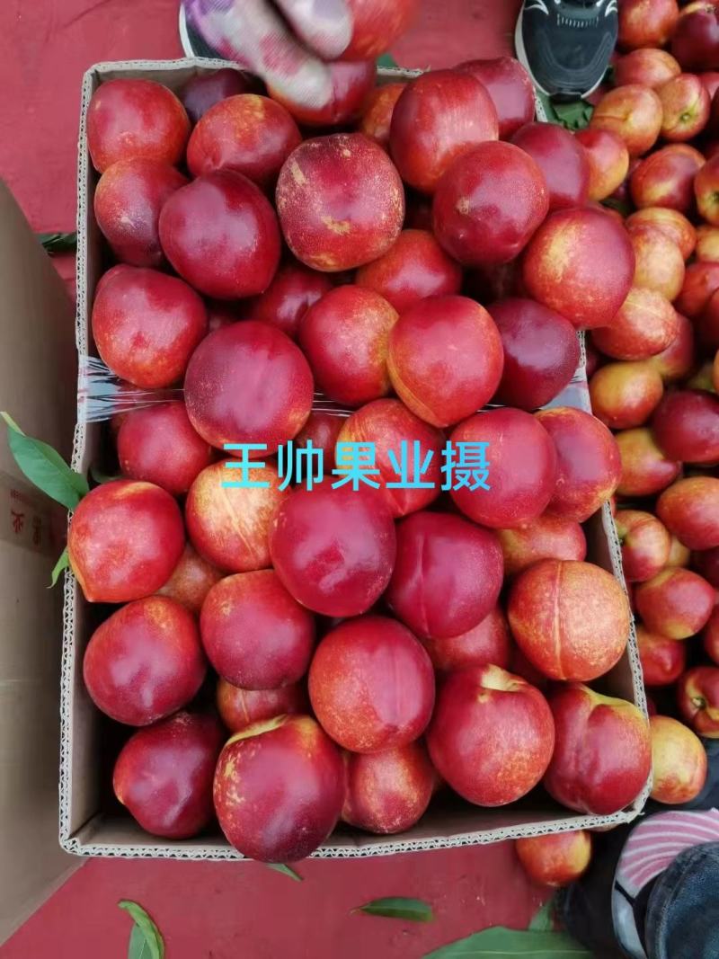 山西运城，中油油桃，中油4号，中油19号中油27号曙光油