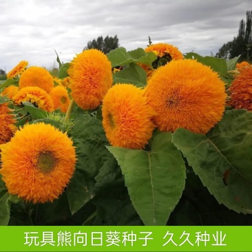 玩具熊向日葵种子观赏盆栽花卉观赏绿化葵花籽耐热耐旱生长快