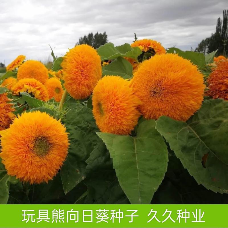 玩具熊向日葵种子观赏盆栽花卉观赏绿化葵花籽耐热耐旱生长快