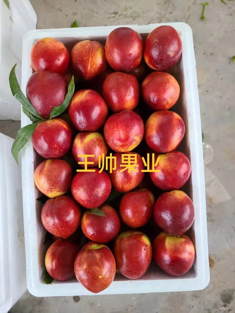 山西运城，中油油桃，中油4号，中油19号中油27号曙光油