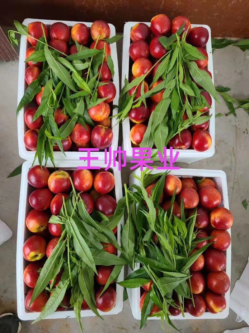 山西运城，中油油桃，中油4号，中油19号中油27号曙光油