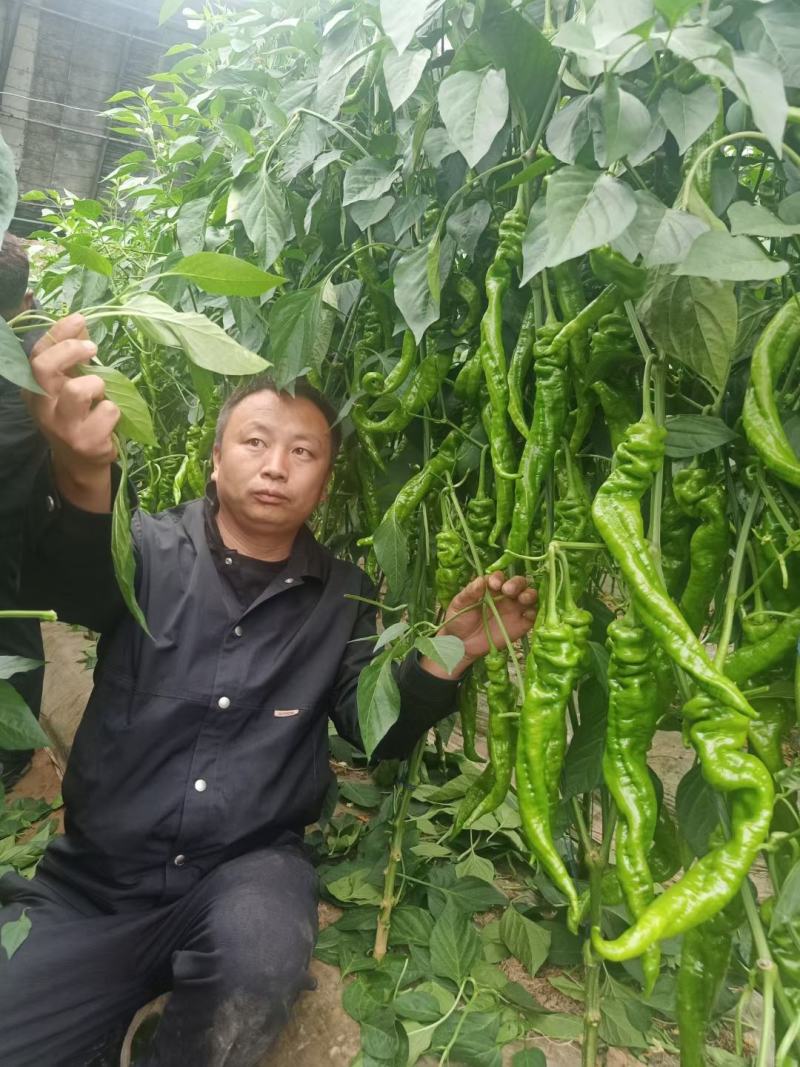 精品螺丝椒