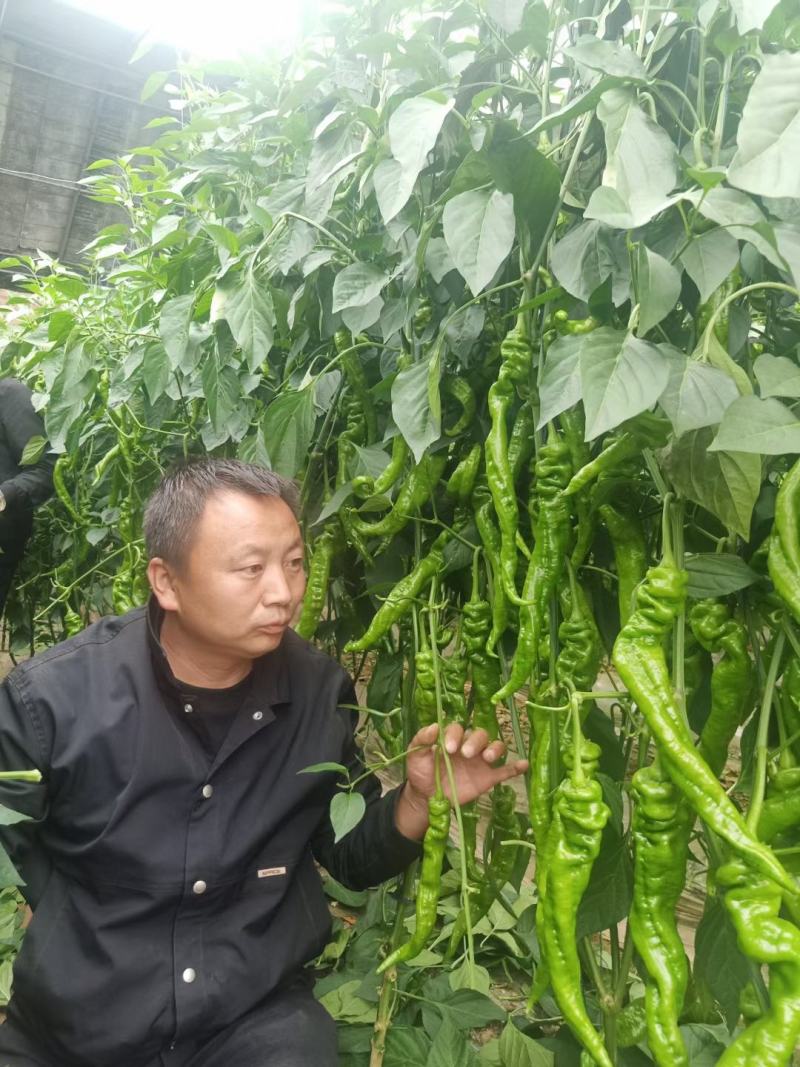 精品螺丝椒