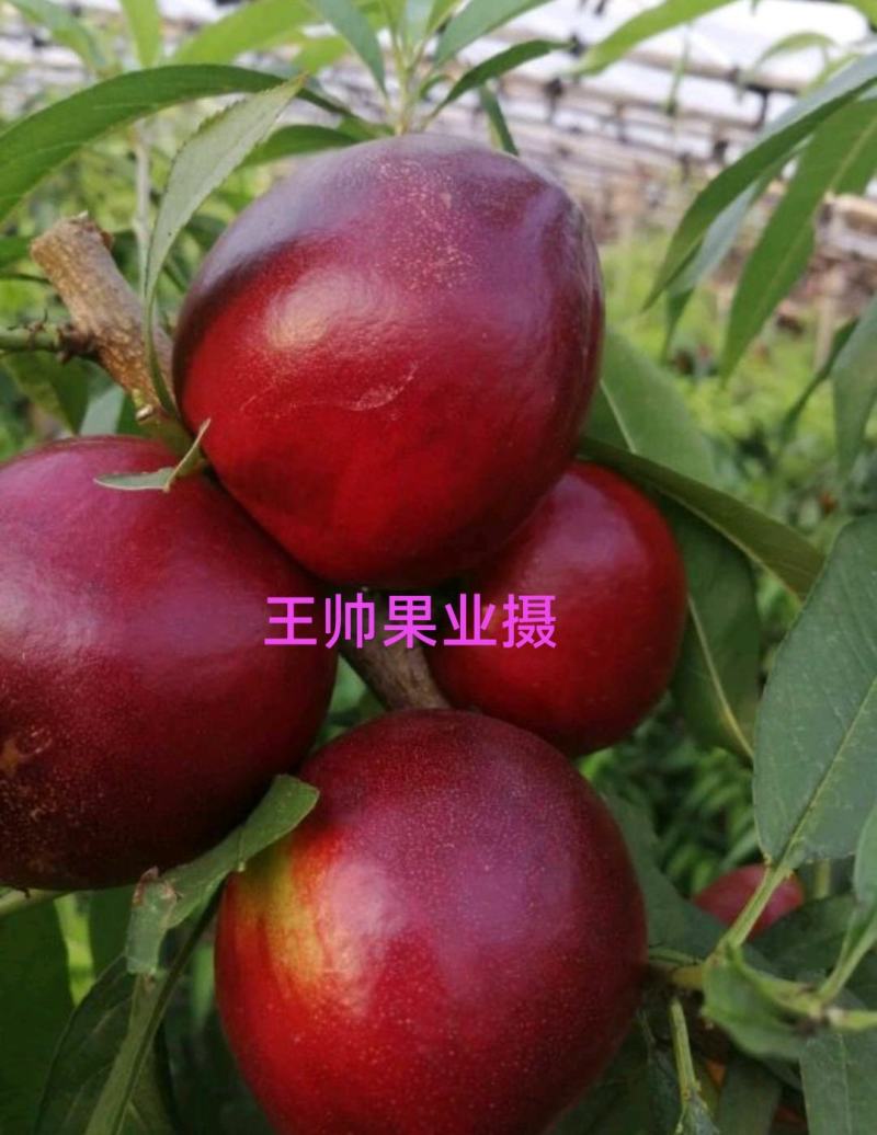 山西运城，中油油桃，中油4号，中油19号中油27号曙光油